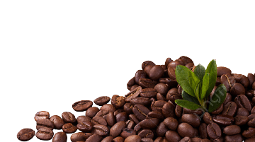 Premium coffee beans